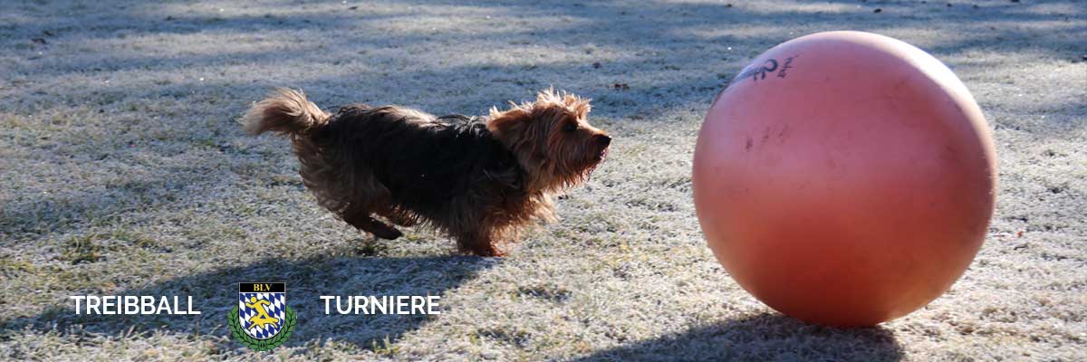 Treibball - Turnierauswertung